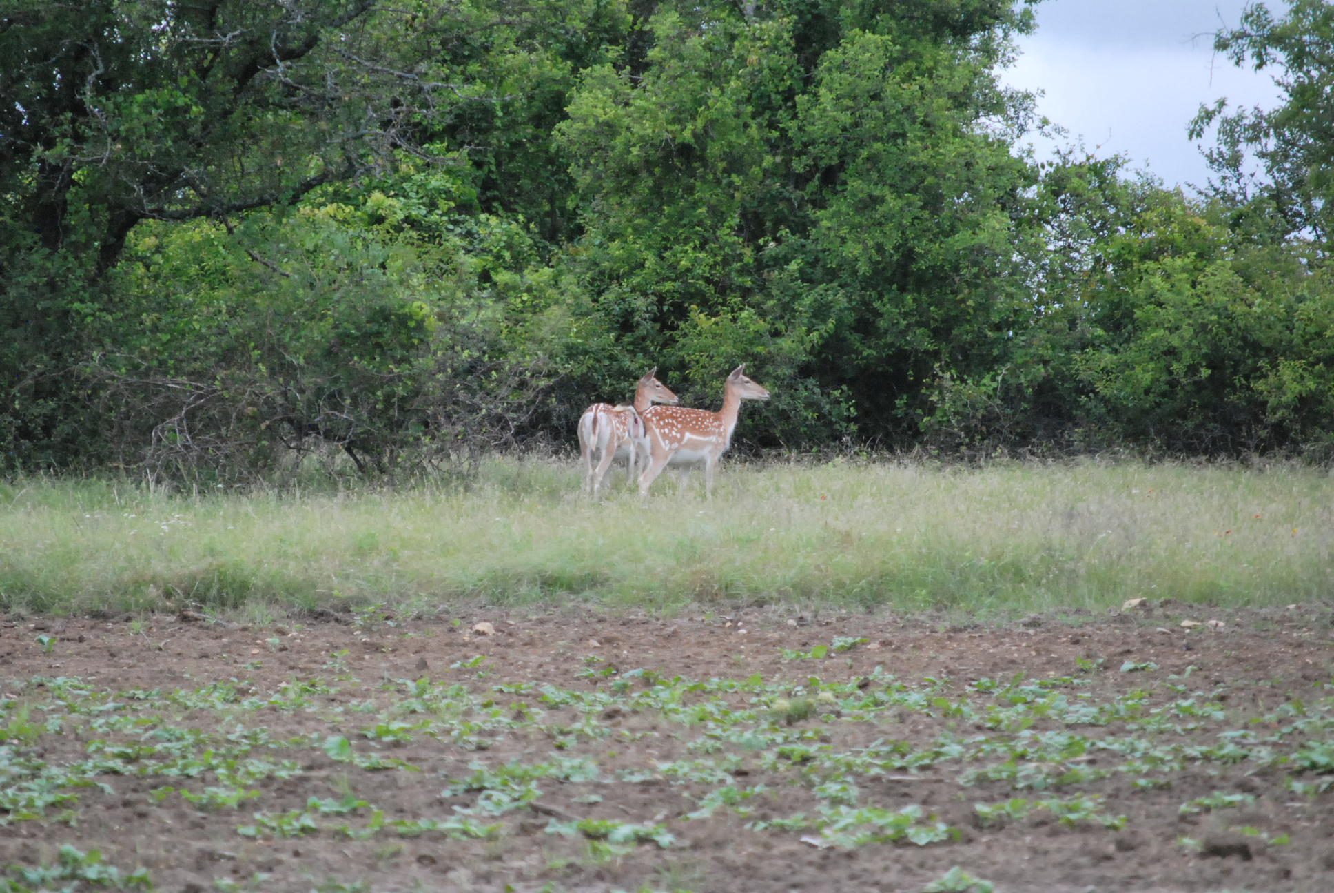 Lost Creek Hunting Lodge | 300 acres of Texas Ranching at it's Best